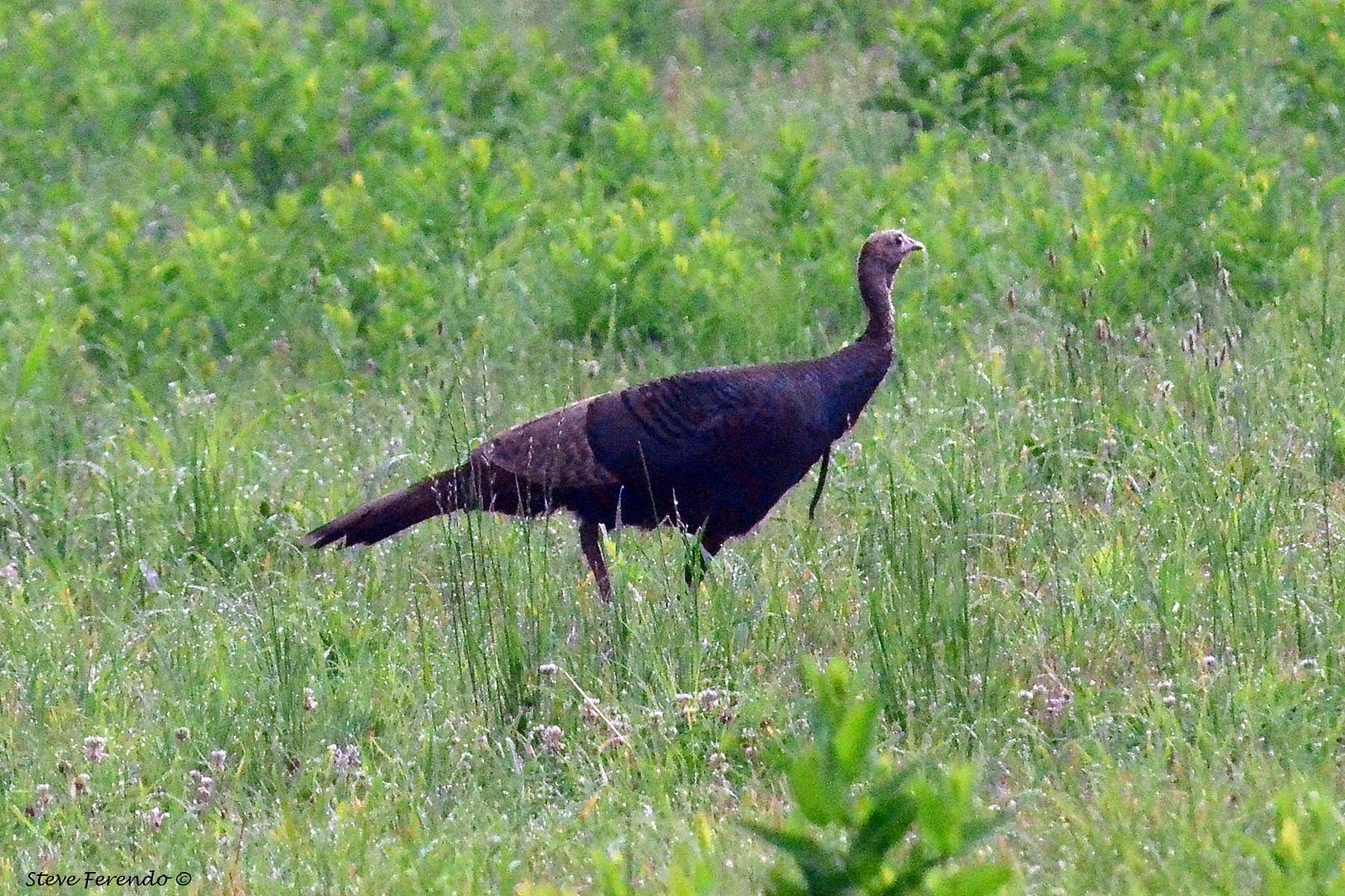 natural-world-through-my-camera-bearded-wild-turkey-hen-not-as-rare